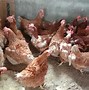 Ayam Jantan Bertelur Jatuhnya Kemana